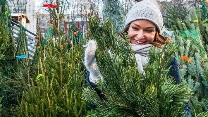 На елочных базарах Подмосковья продали свыше 16 тыс хвойных деревьев за сезон