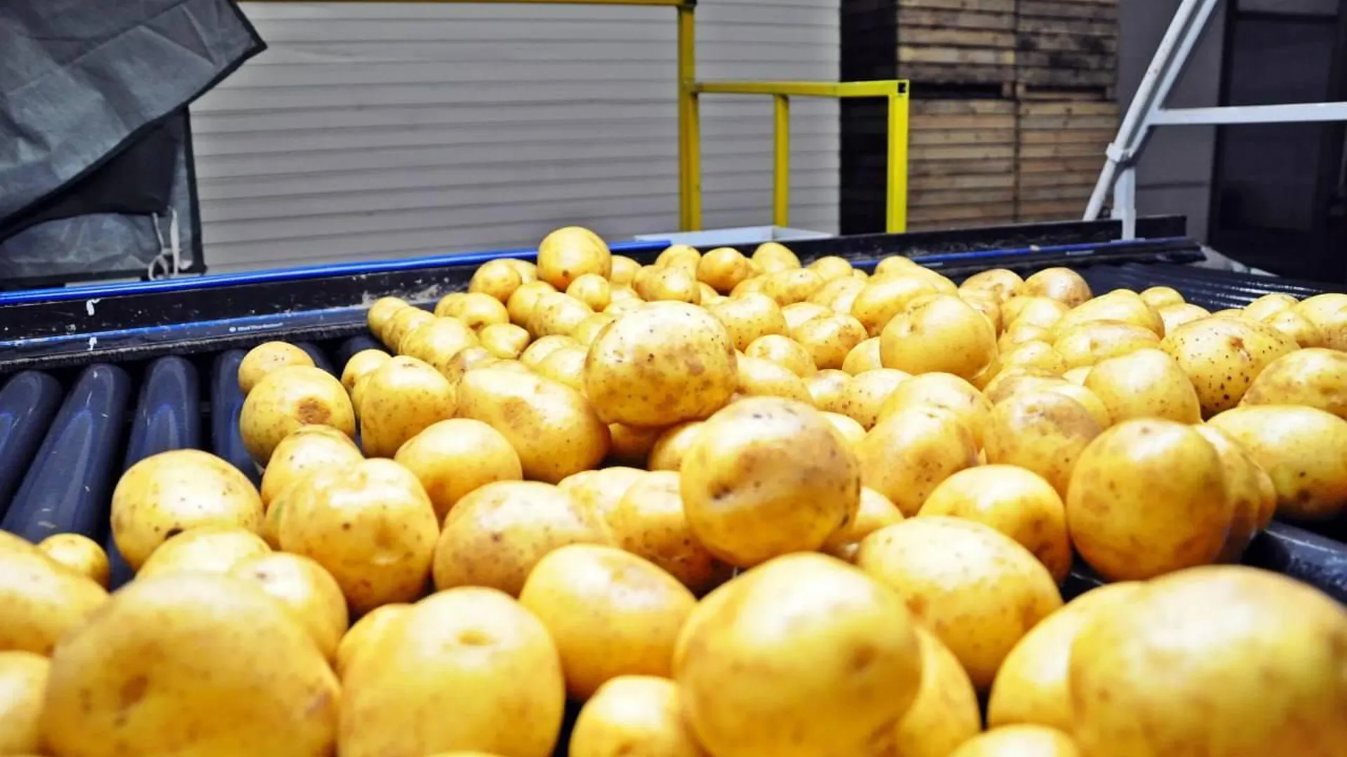 Картофель составил 44% новогодней продуктовой корзины россиян
