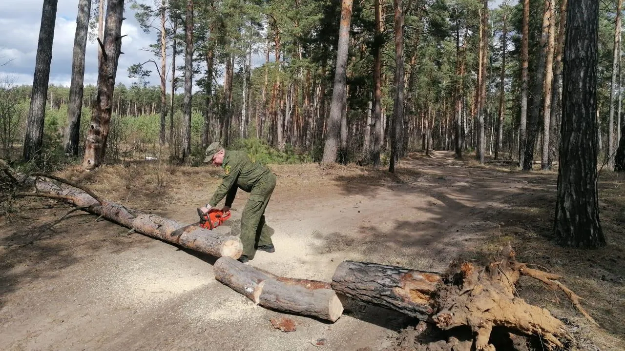 Почти 2 тыс аварийных деревьев убрали в лесах Подмосковья с января