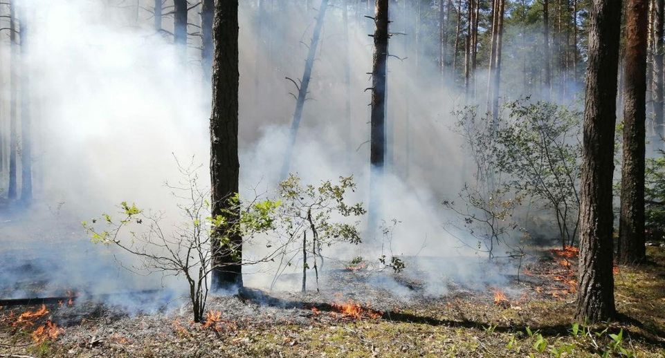 Лесной пожар ликвидировали в Красногорске