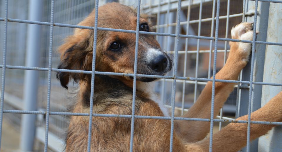 Более 150 собак в нижегородском приюте остались без воды из-за аварии на сетях