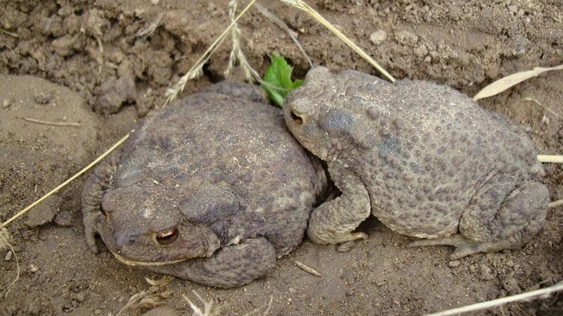 В Подмосковье у лягушек и жаб начался период размножения
