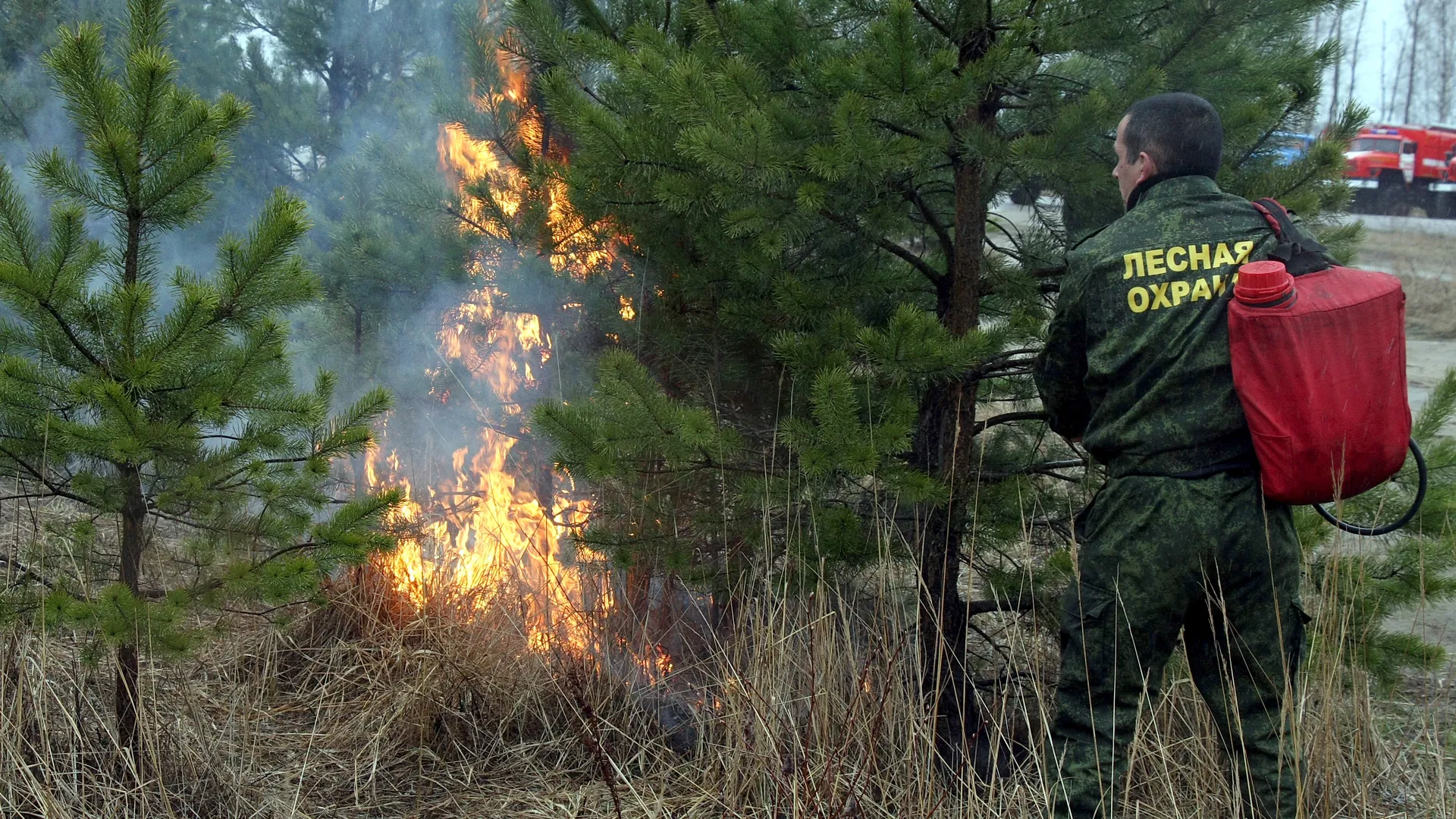 Депутат Мособлдумы рассказал, как человек влияет на возникновение лесных пожаров