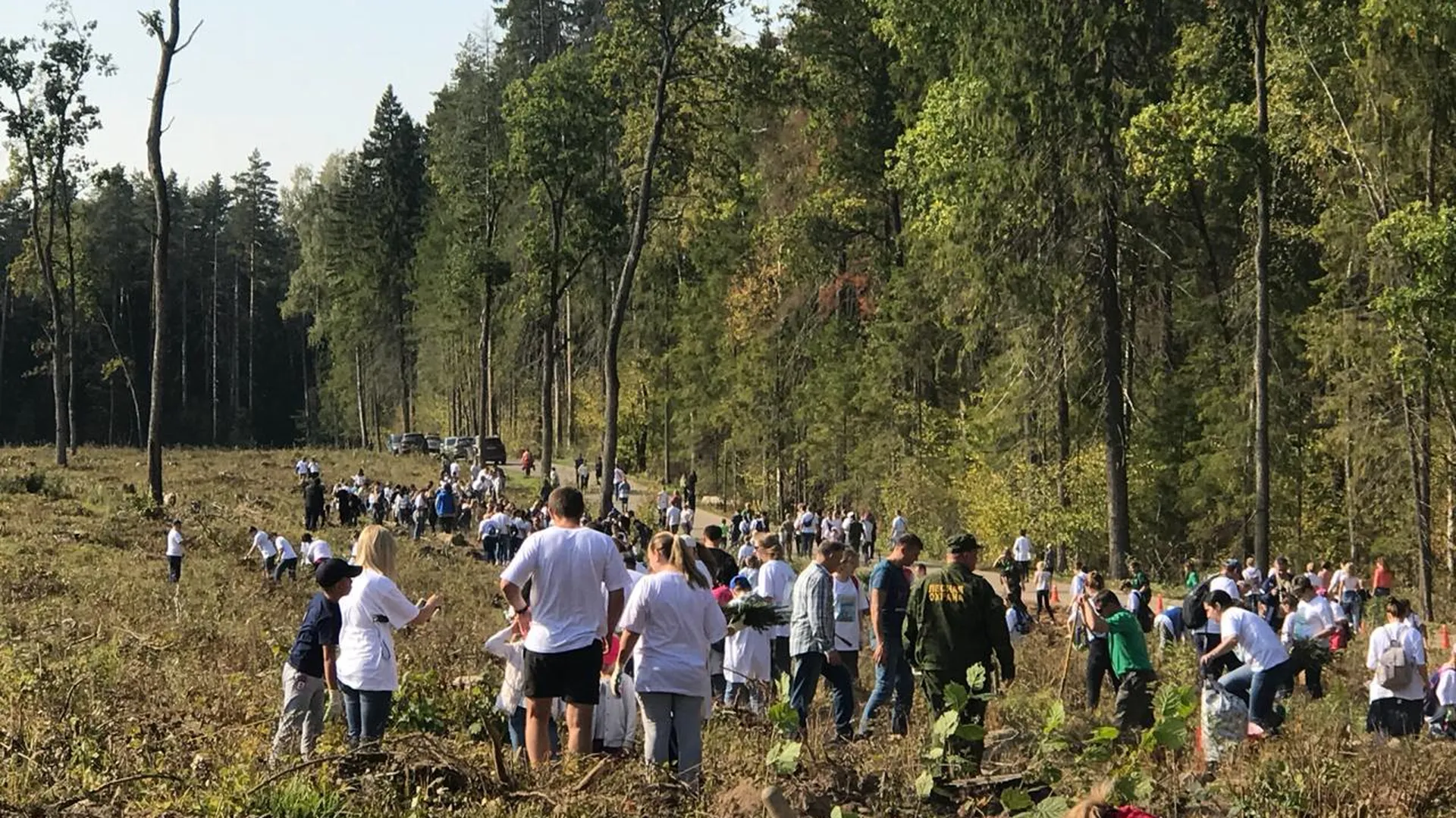 Свыше 37 тыс саженцев высадили в Мытищах в ходе акции «Наш лес»