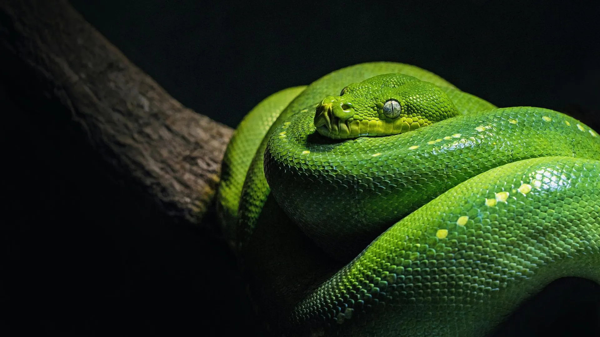 В Таиланде нашли новый вид змей с клыками-лезвиями