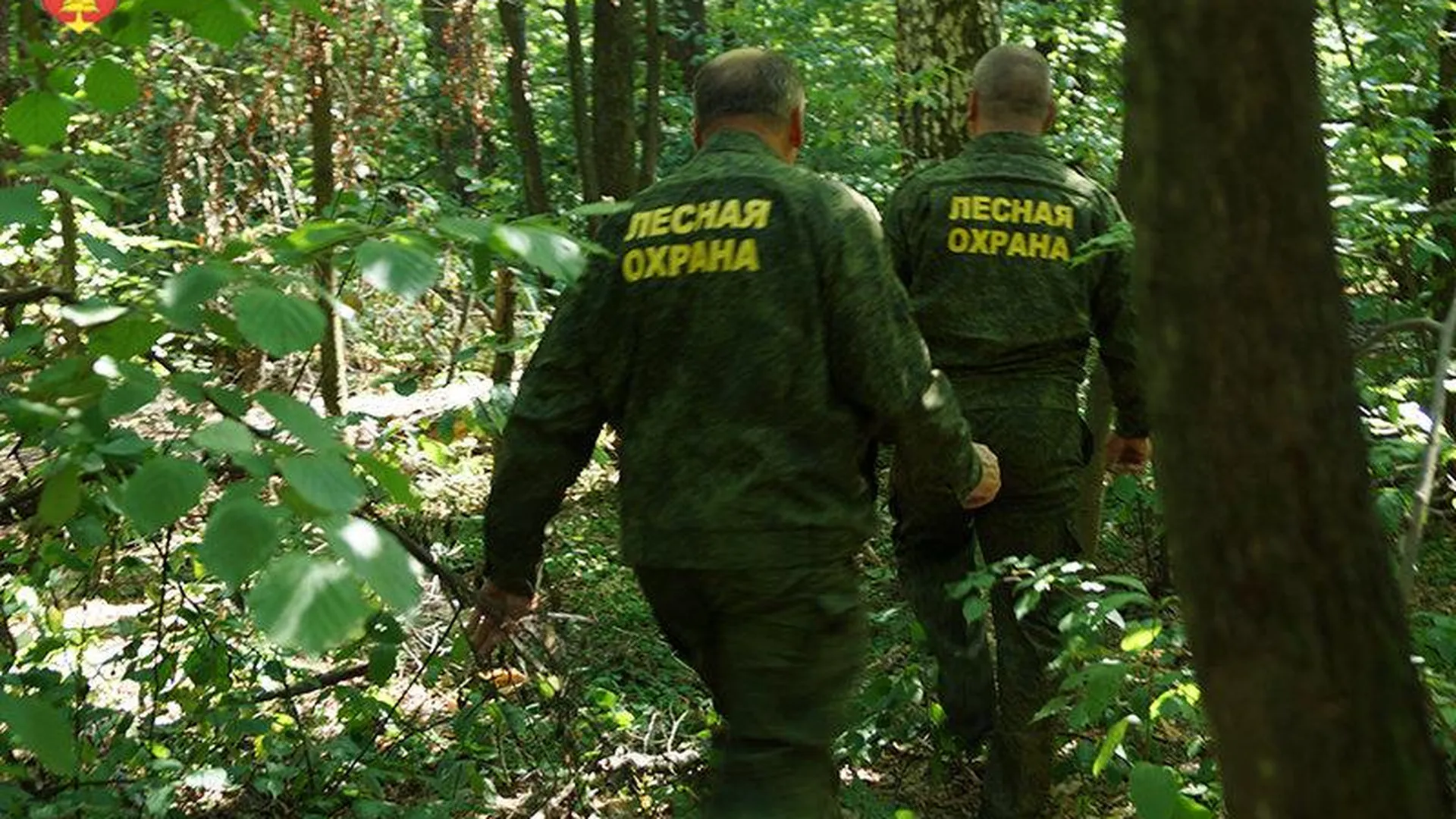 Более 100 казаков помогли патрулировать и убирать леса Подмосковья летом