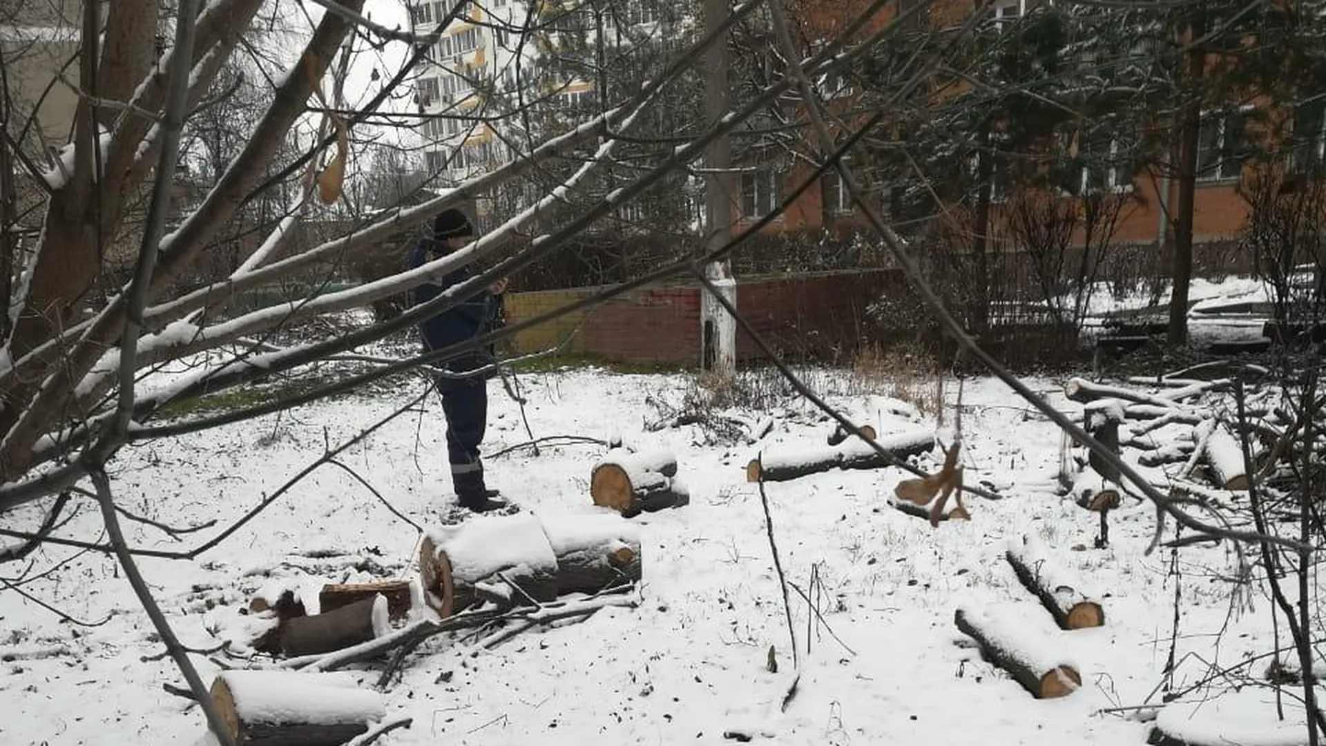 Сухое дерево спилили во дворе на Садовой улице Подольска | РИАМО в Подольске