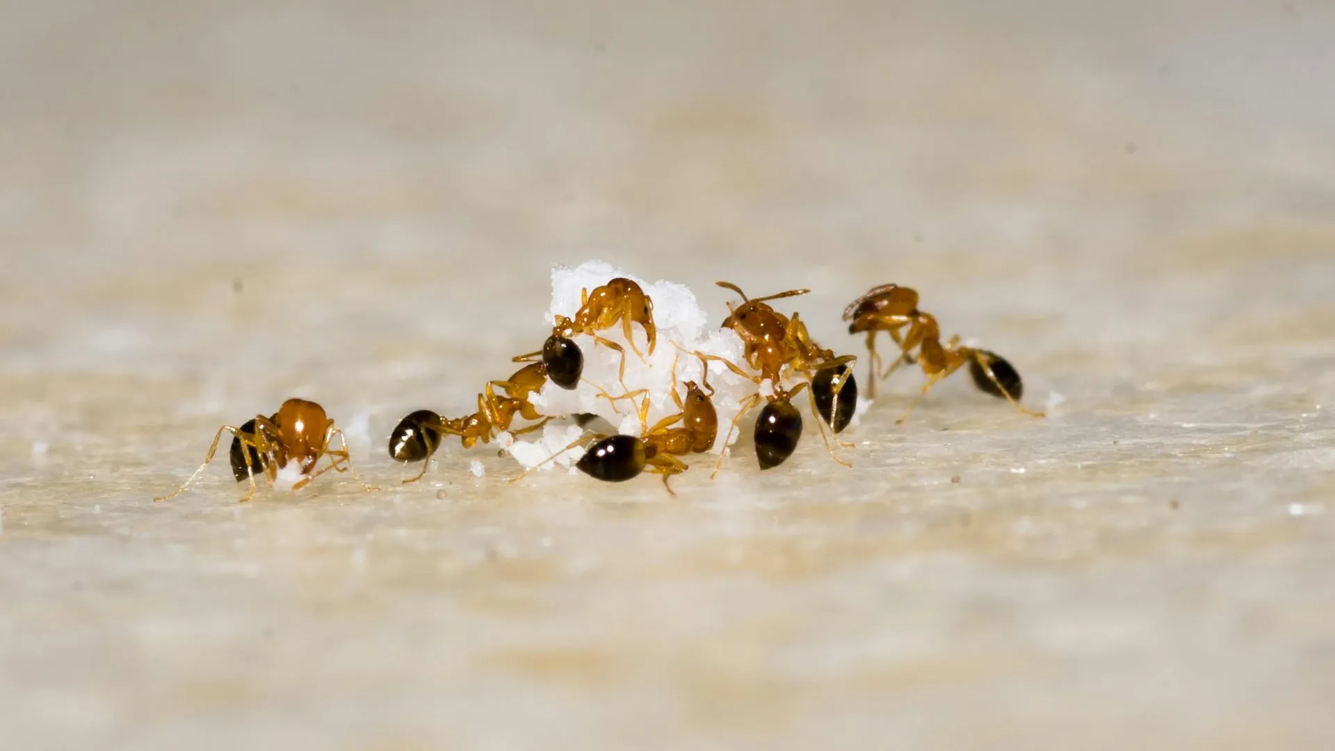 Как избавиться от муравьев в квартире: 12 действенных способов