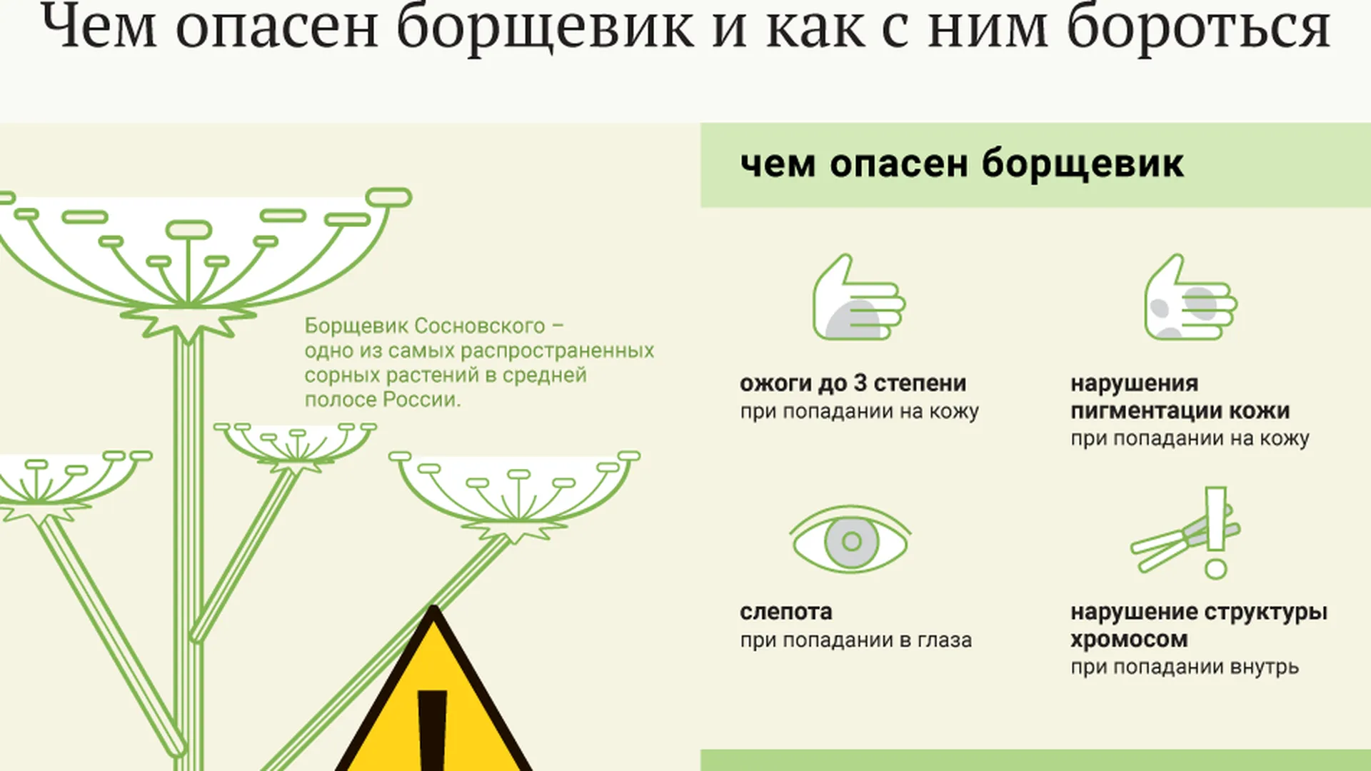 Борщевик Лечение Ожогов Фото