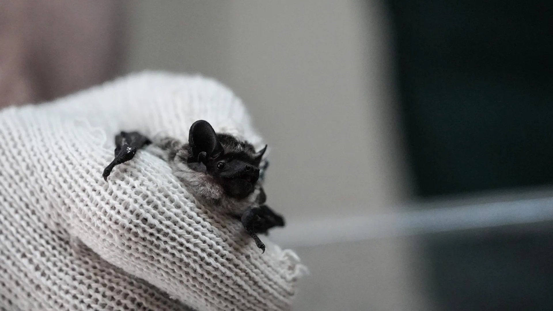 Как в Центре реабилитации рукокрылых спасают летучих мышей и выпускают их на волю