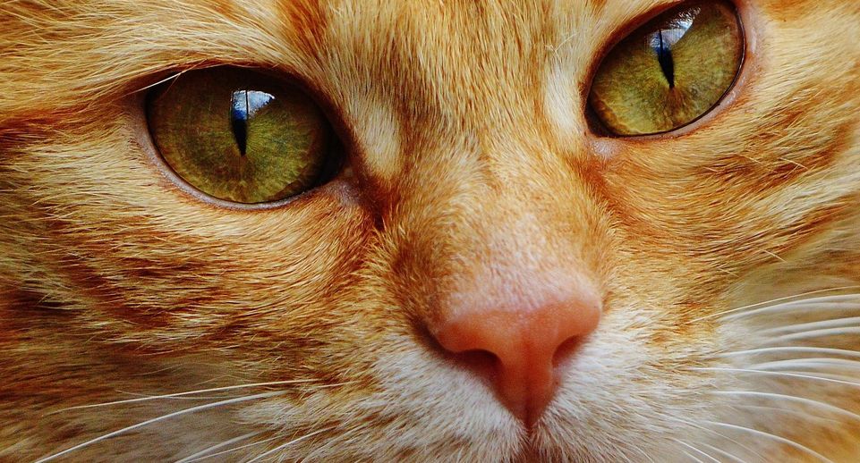 В краснодарском ЖК жильцы страдают из-за соседства с 50 кошками
