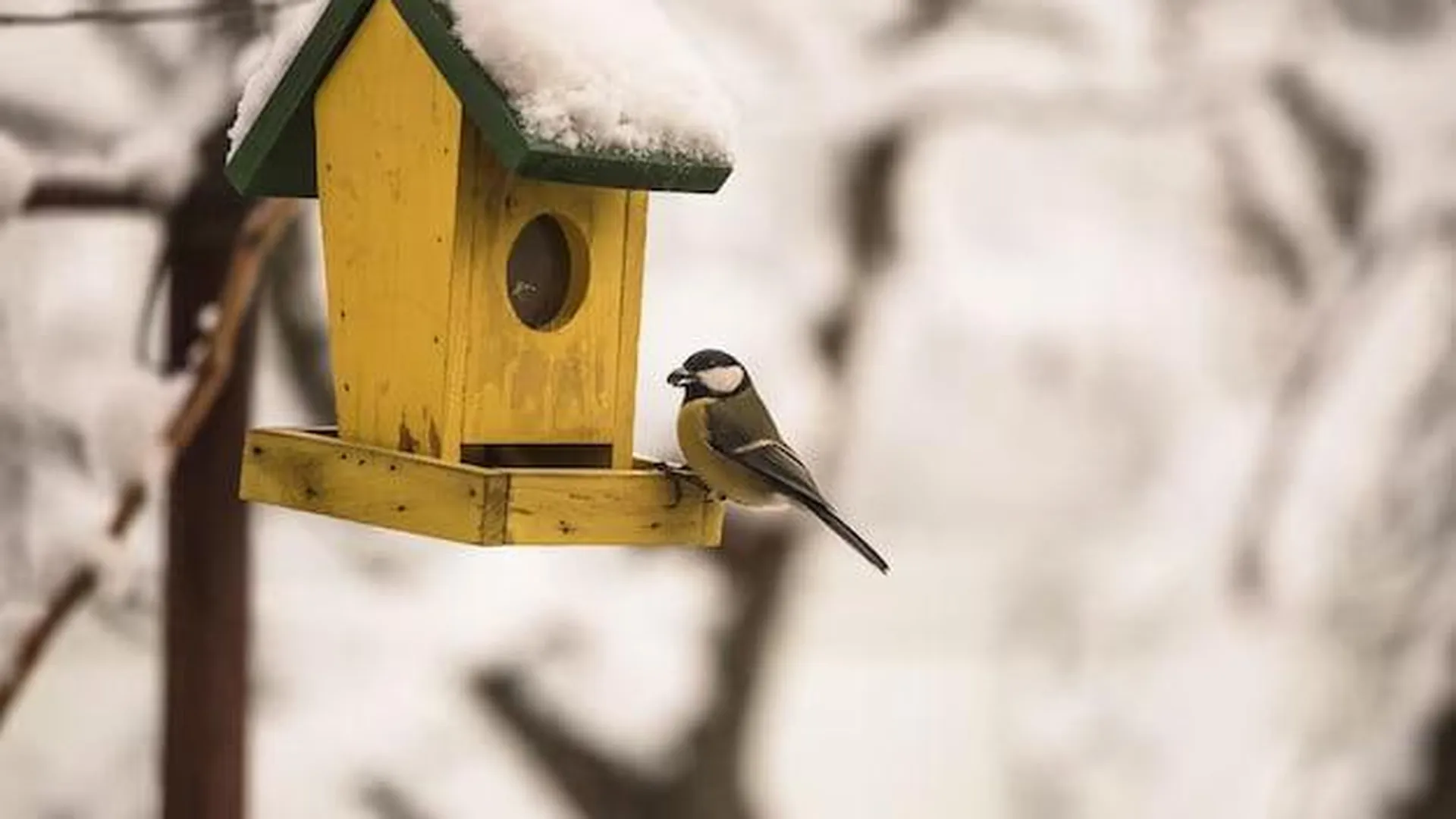 Орнитолог Коблик: рядом с кормушкой для птиц можно повесить кусочки сала