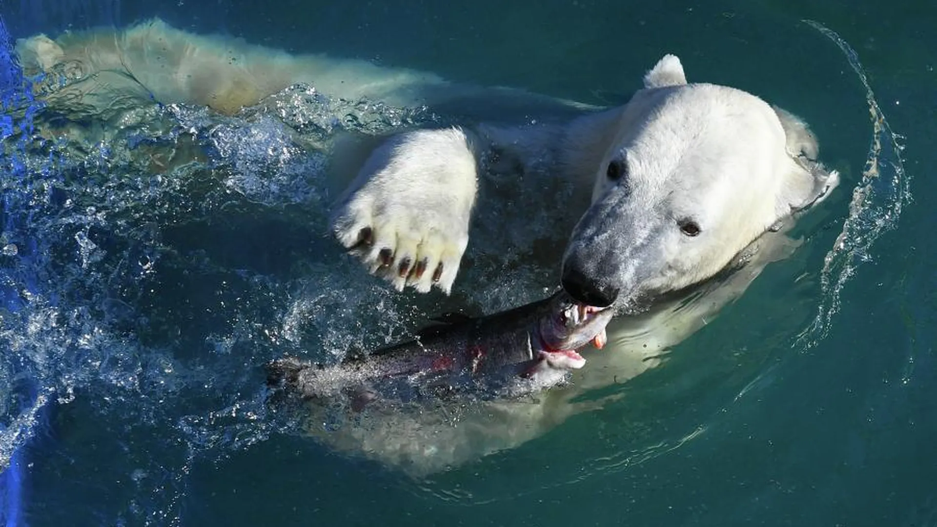 Ученый Мизин: взрослому белому медведю на один прием пищи нужно до 50 кг