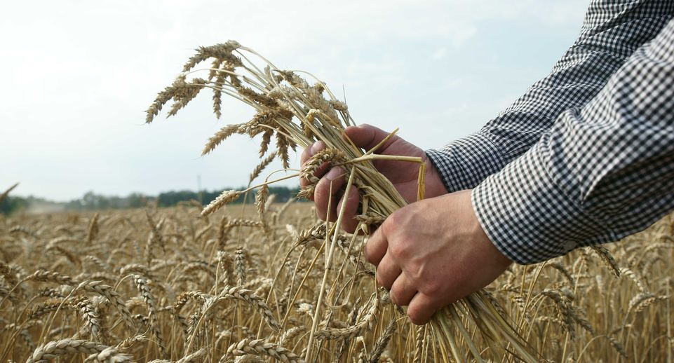 РИА Новости: РФ поставила в Китай зерно на рекордную сумму