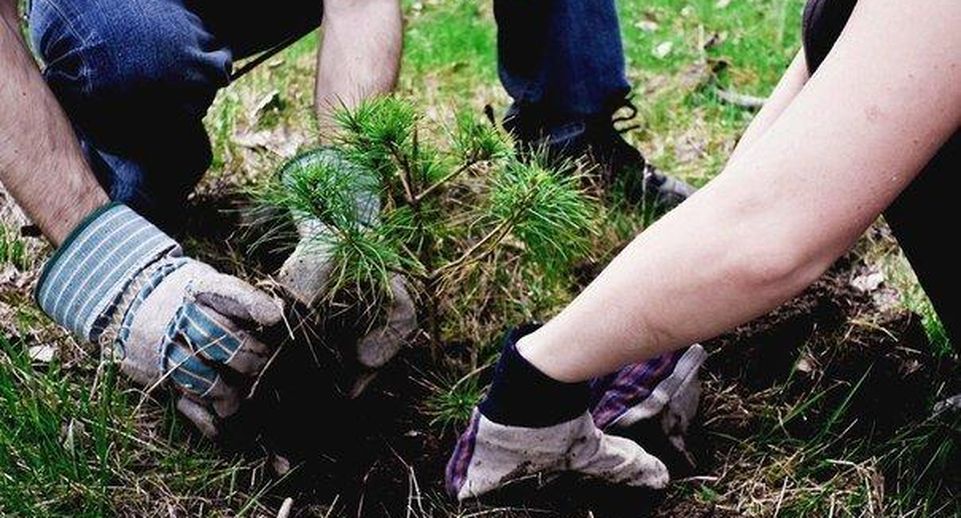 Акция «Наш лес. Посади свое дерево» досрочно стартовала в Рузском ...