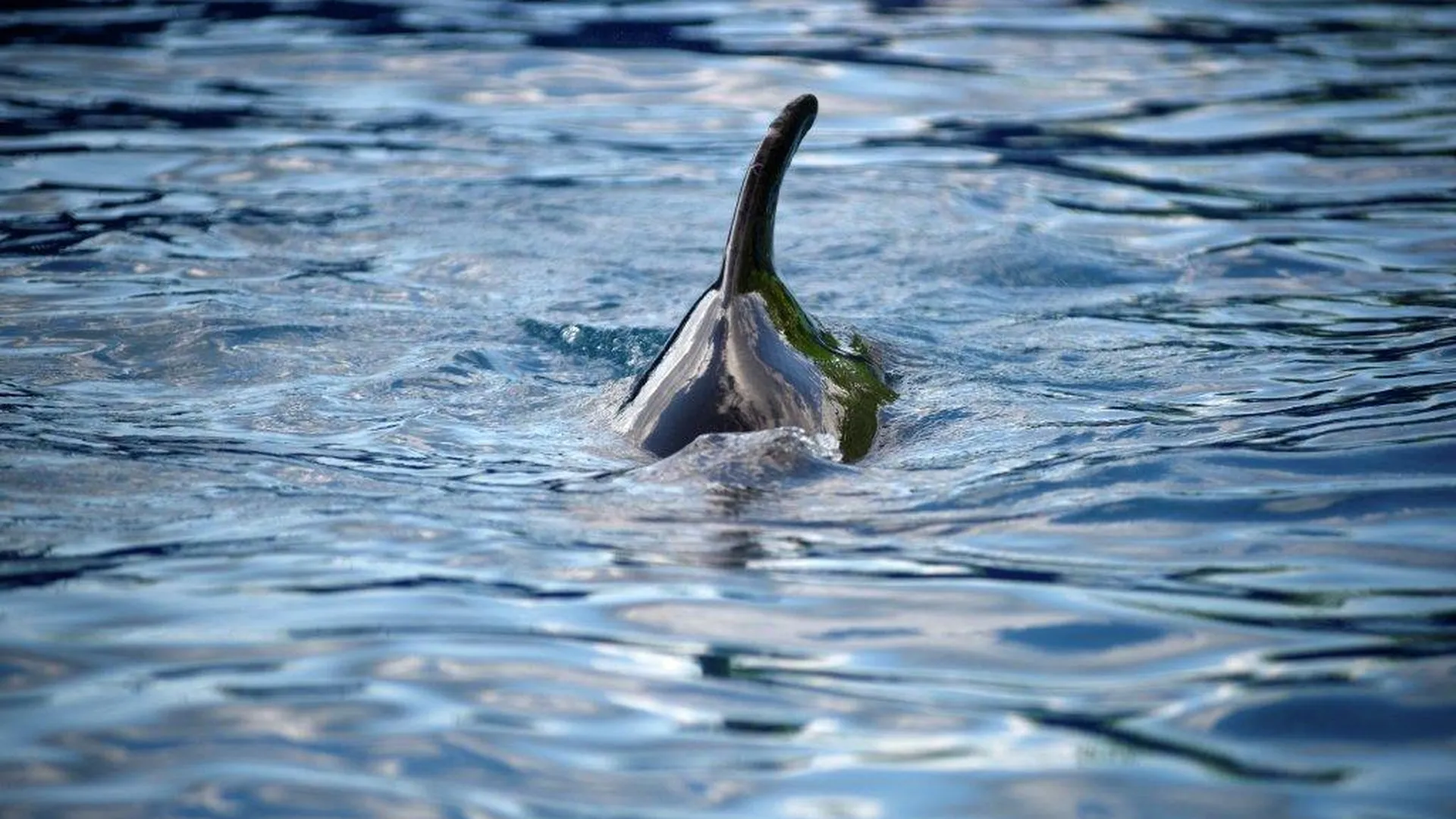 Американский обозреватель указал на опасность российских боевых дельфинов