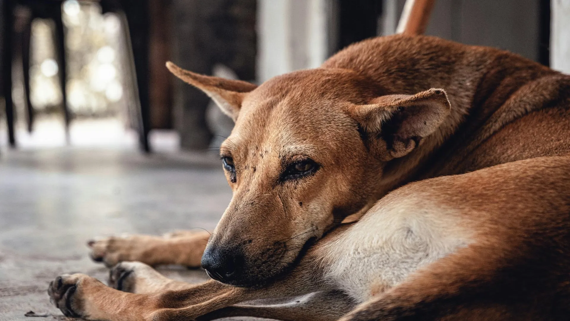 КС РФ признал умерщвление бездомных животных исключительной мерой