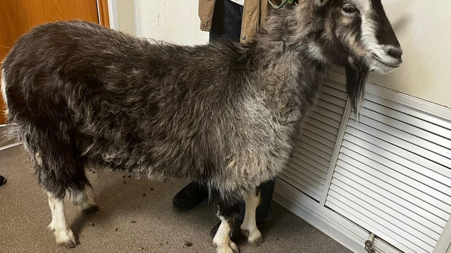 Ветеринары в округе Пушкинский обрезали и зачистили копыта козе по кличке Дуся