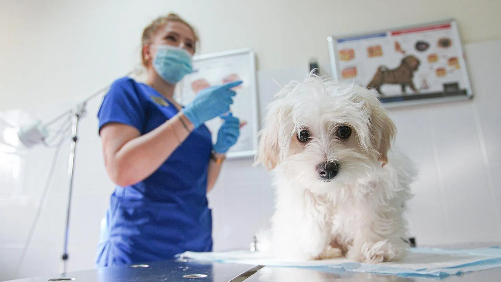 «Мои пациенты не расскажут, что у них болит»: ветеринар о своей профессии