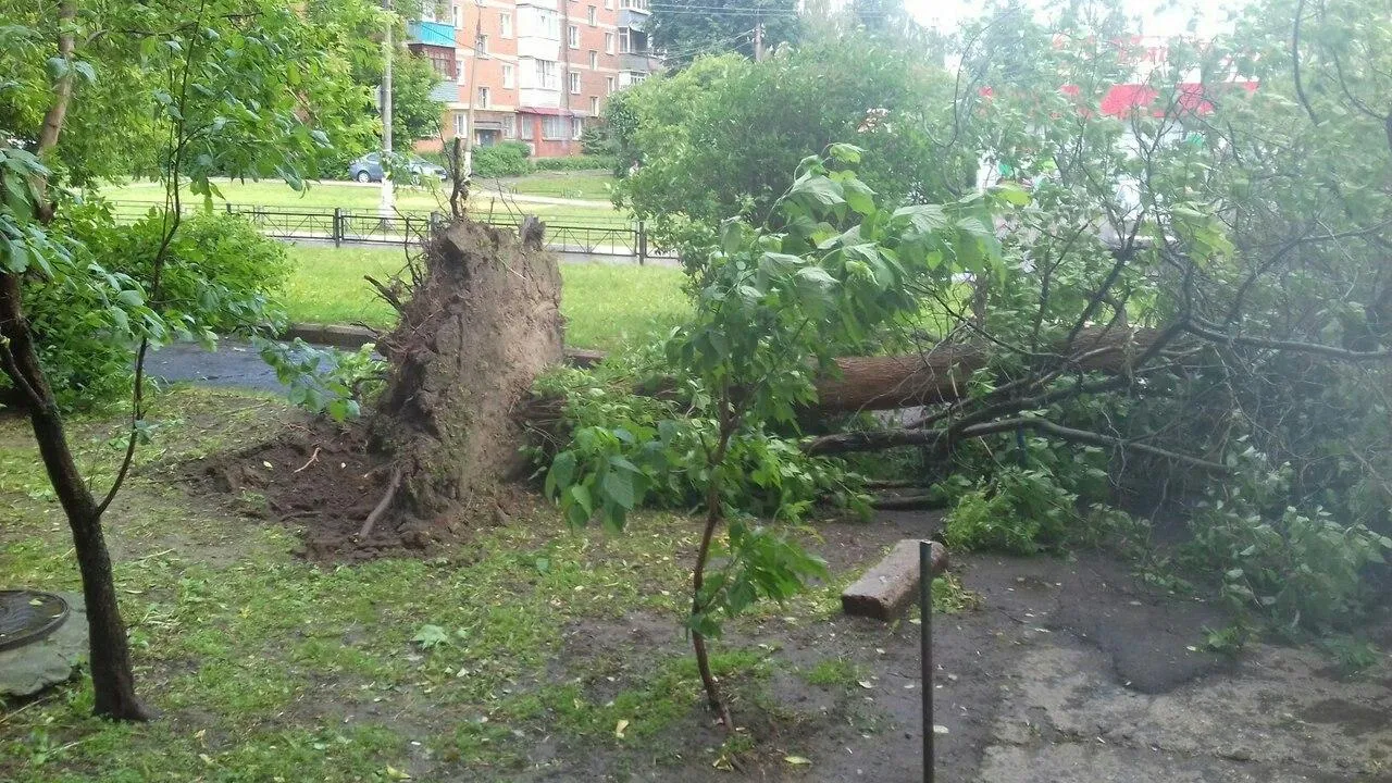 Поваленные после сильного дождя деревья в Подольске упали на машины и  дороги | РИАМО