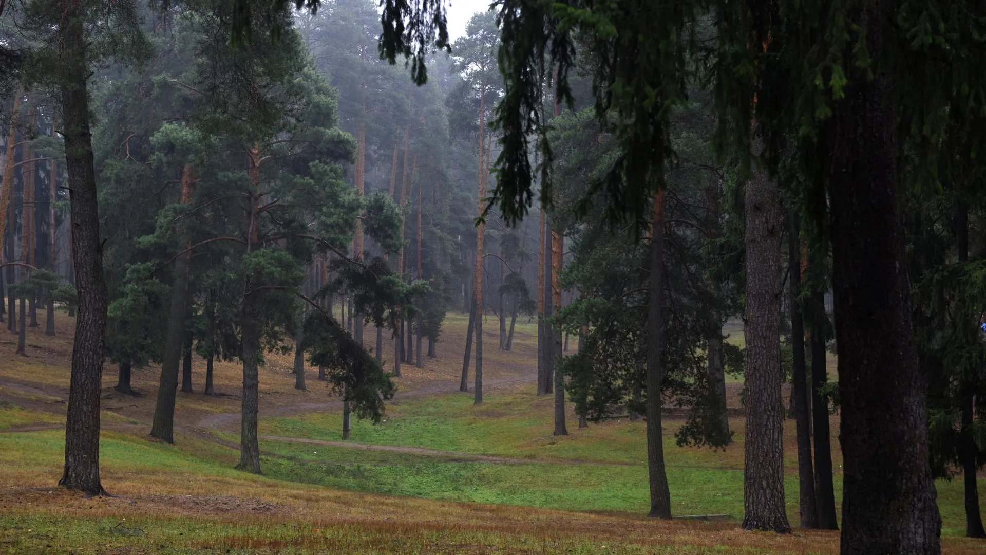 Область сможет обеспечить себя собственными сеянцами лесных пород через 2 г