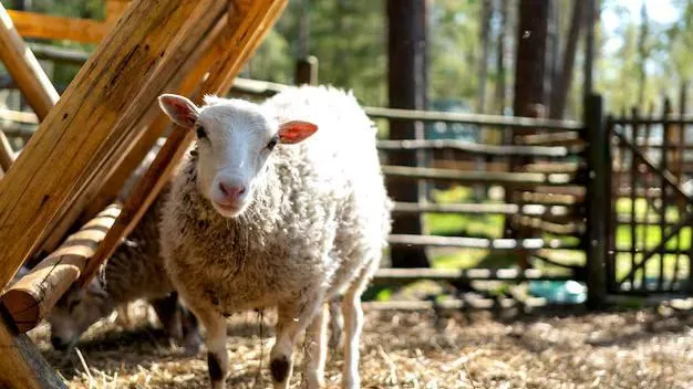 В Подмосковье построят ферму для разведения овец