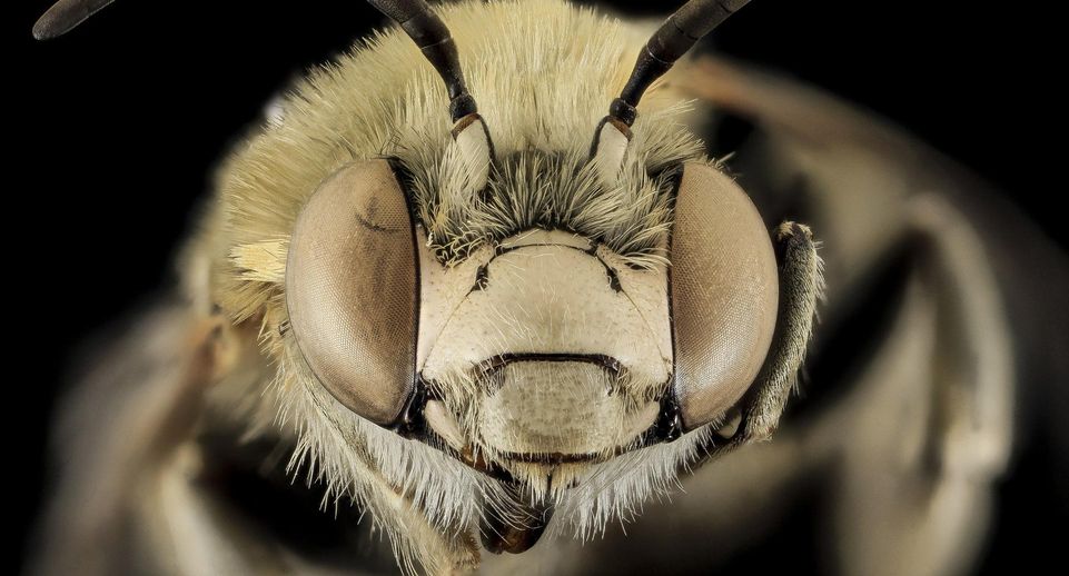 Среднерусские пчелы оказались на грани вымирания из-за насекомых из Азии