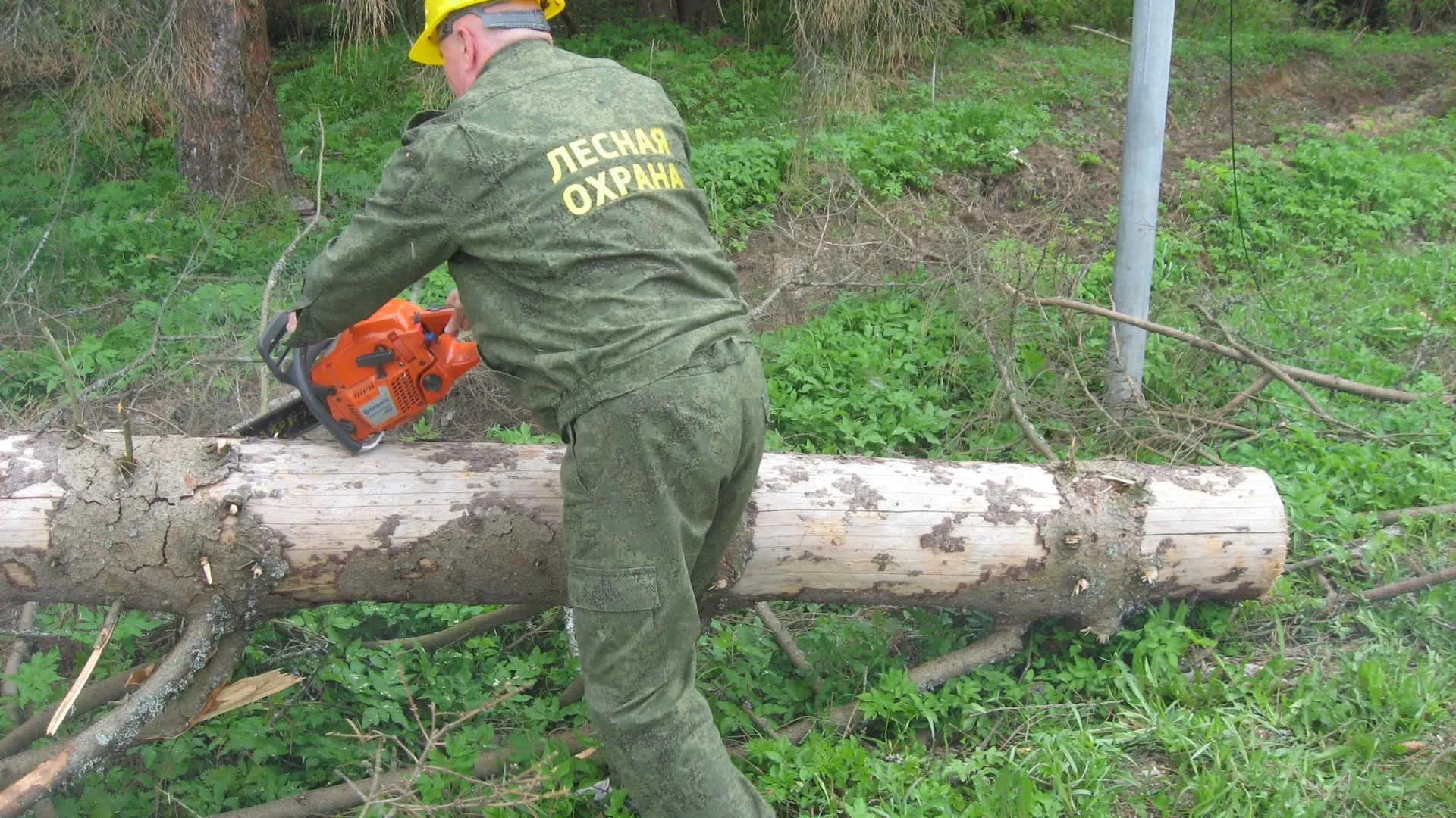 Лесничие Талдомского округа убрали упавшее дерево с дороги