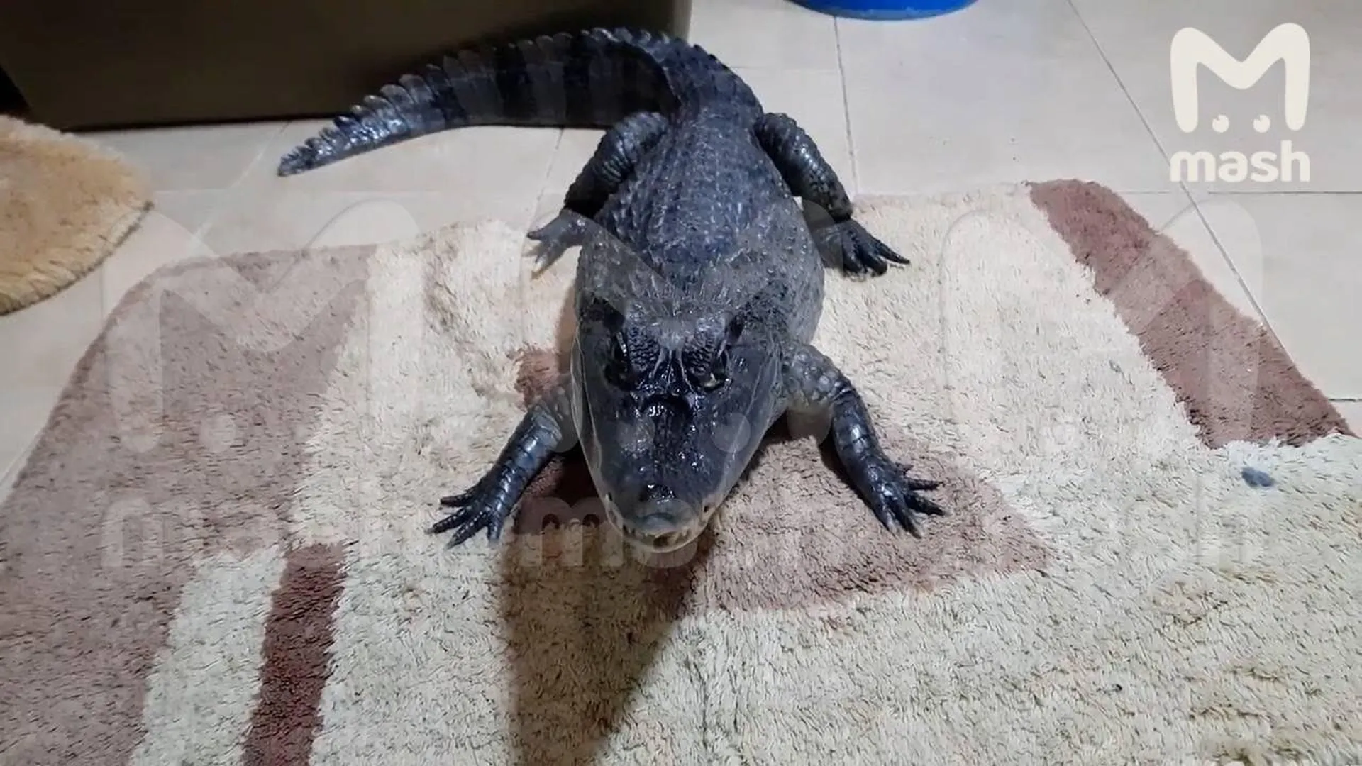 Сбежавшего крокодила Гошу разыскивают в Туле