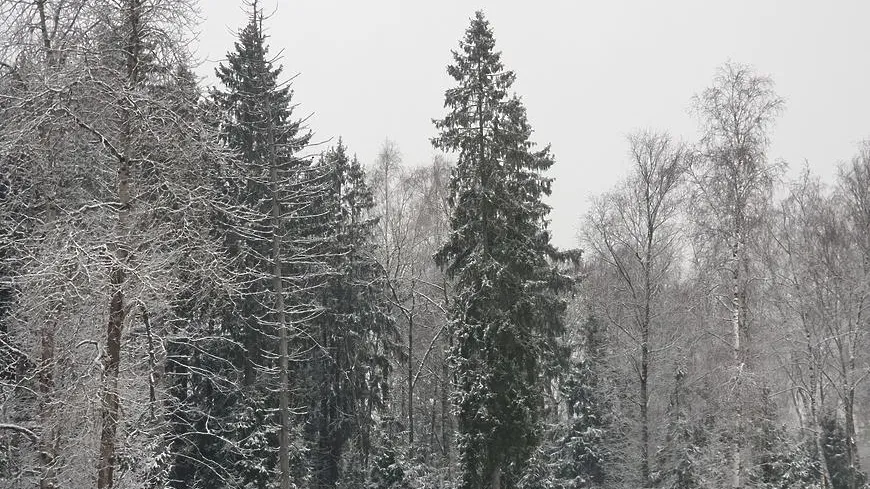 © РИАМО в Красногорске, Мария Савосина