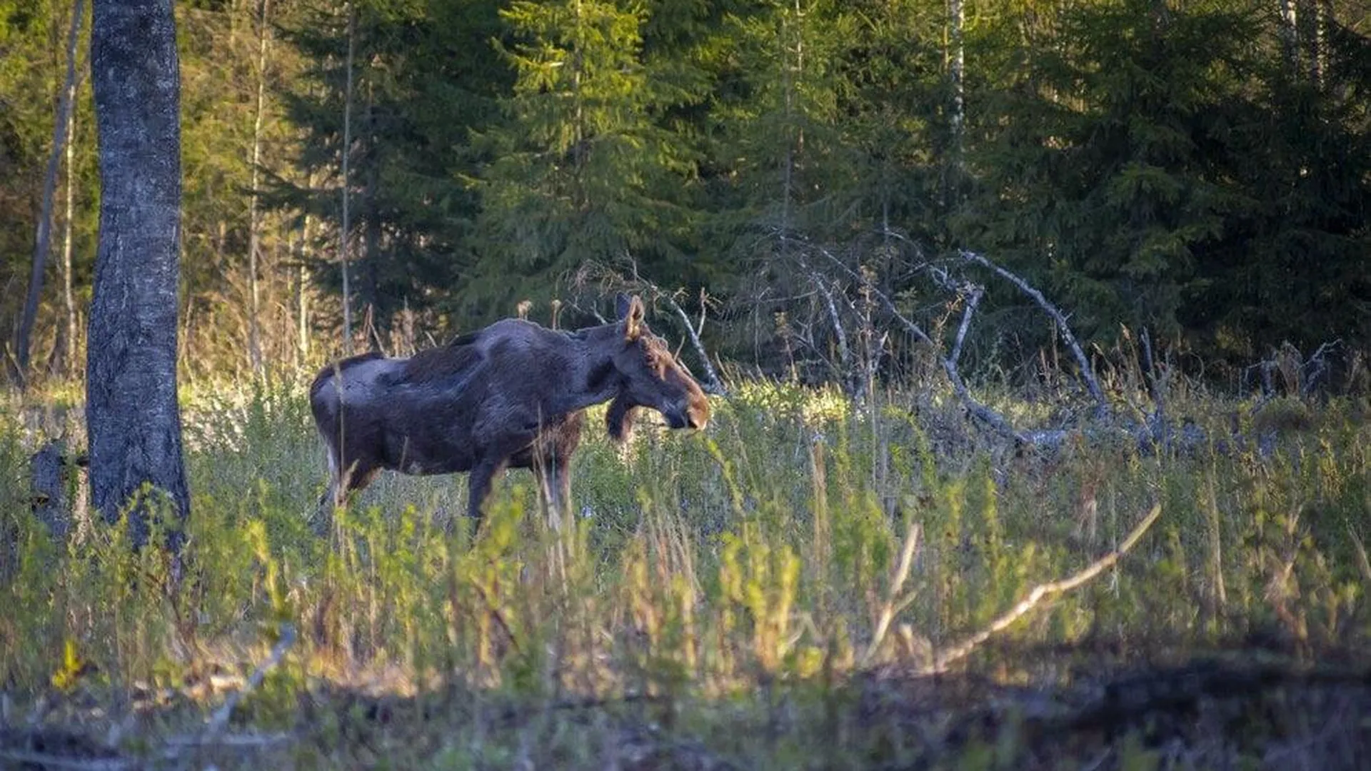 В Подмосковье зафиксировали факт браконьерской охоты на лося