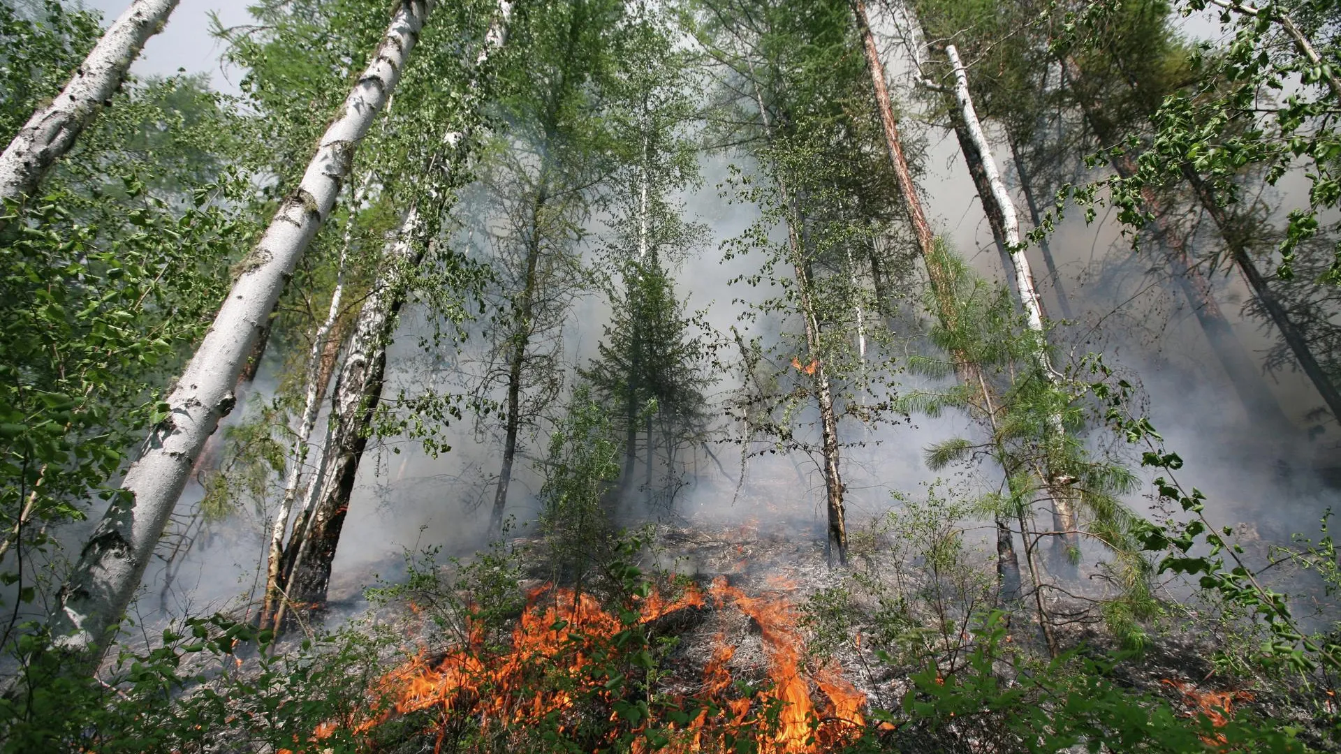Подмосковная полиция просит граждан быть осторожными с огнем в лесу