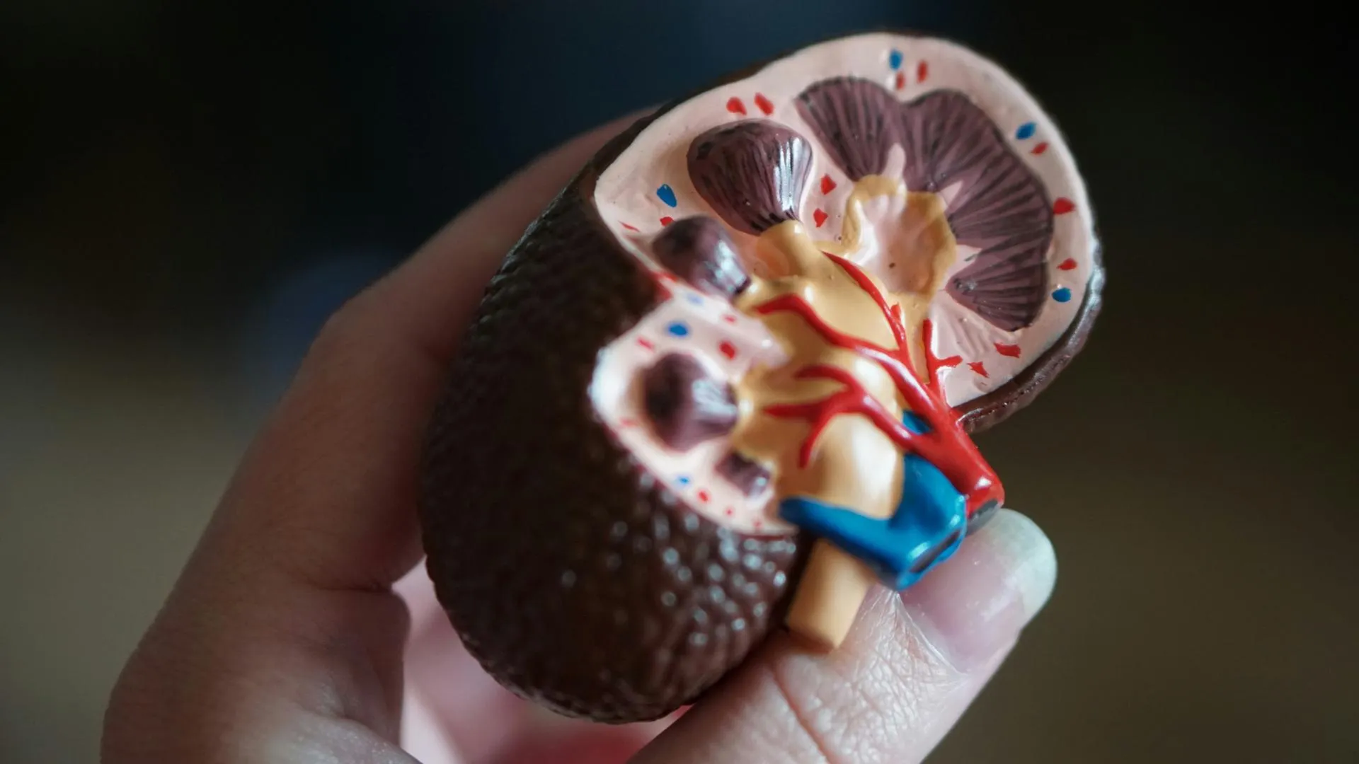 Откуда берутся камни в почках и что такое пиелонефрит: 9 вопросов врачу‑нефрологу