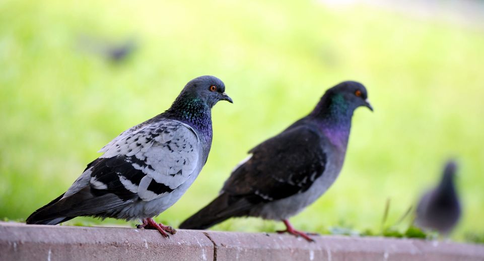 Врач Буланов: голуби могут заразить человека хламидийной пневмонией
