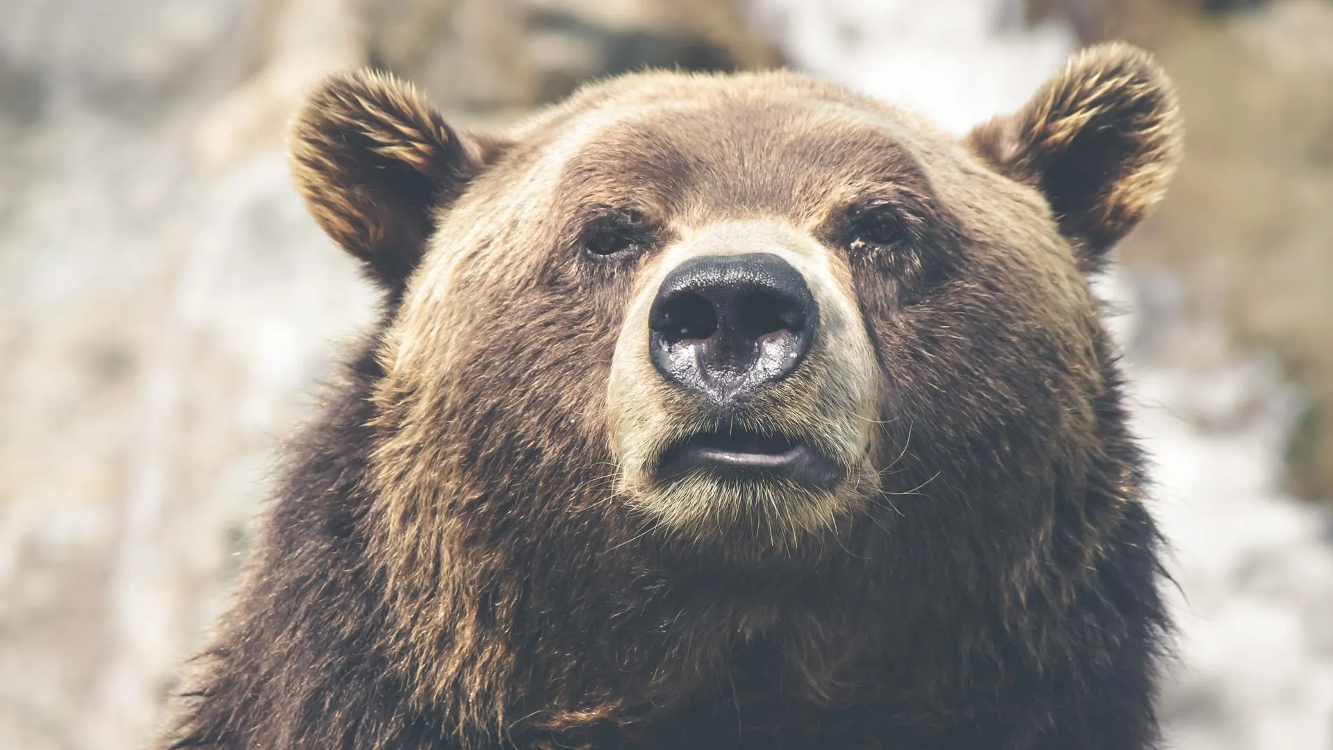 В Калифорнии медведь ворвался в дом пенсионерки и съел ее