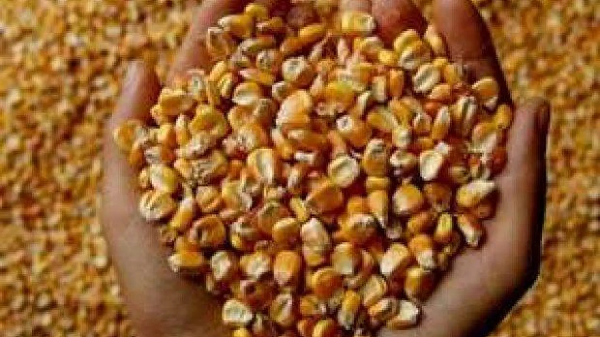 Ввоз кукурузы и соевых бобов из США запретили в России с 15 февраля