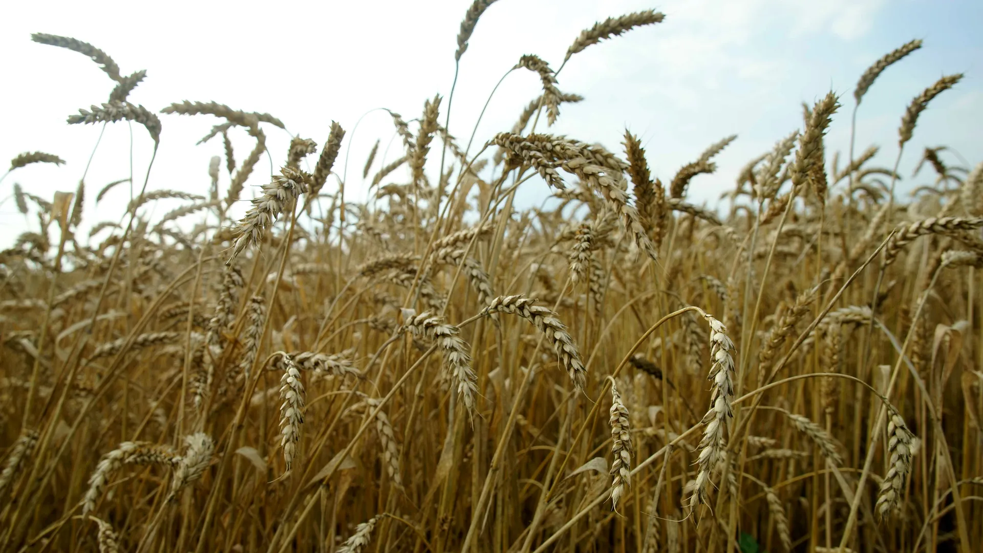 Глава Зернового союза РФ: подорожание пшеницы из-за заморозков спекулятивное