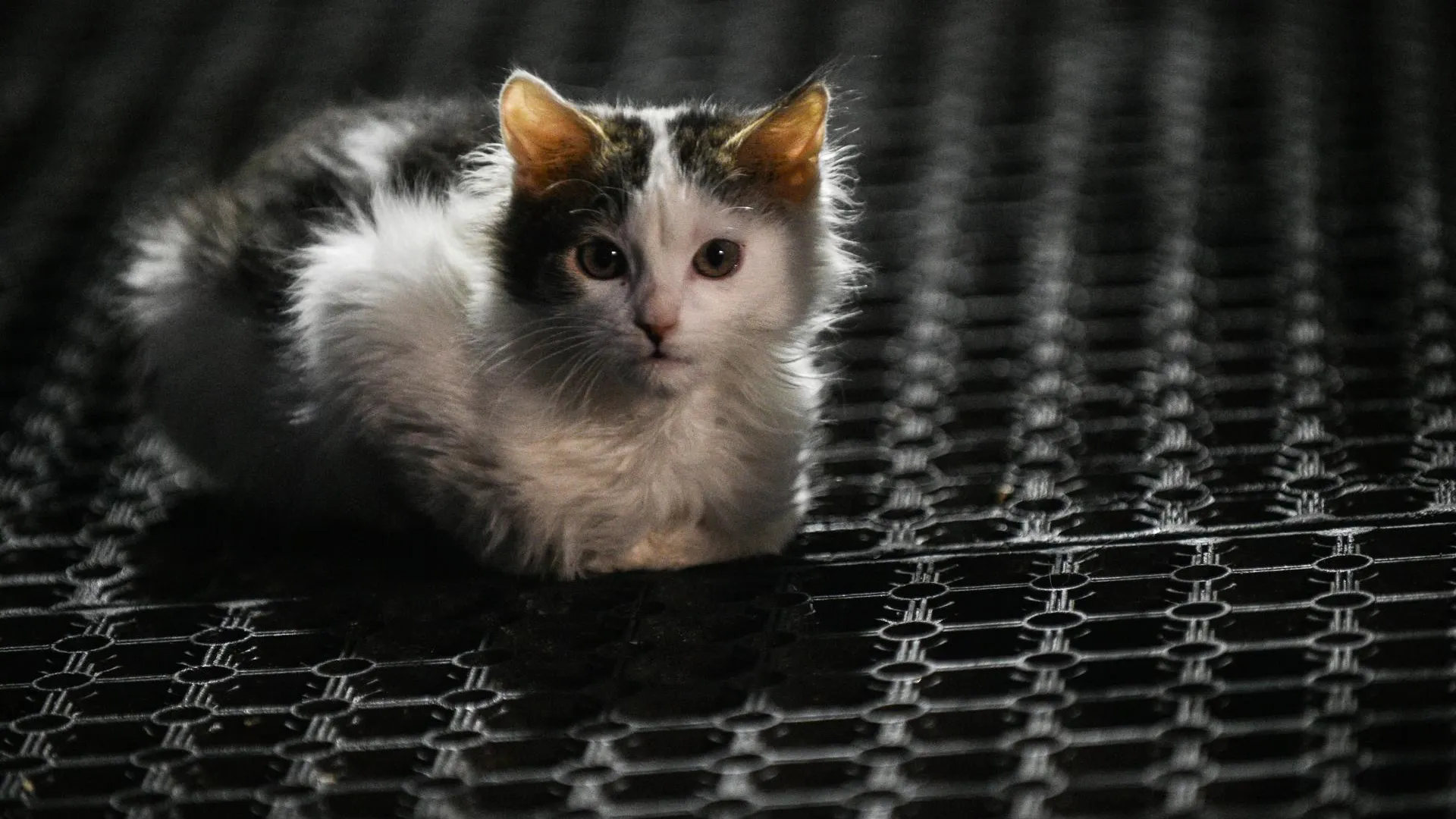 Депутат Мосгордумы: к расследованию массового отравления кошек надо привлечь зоозащитников