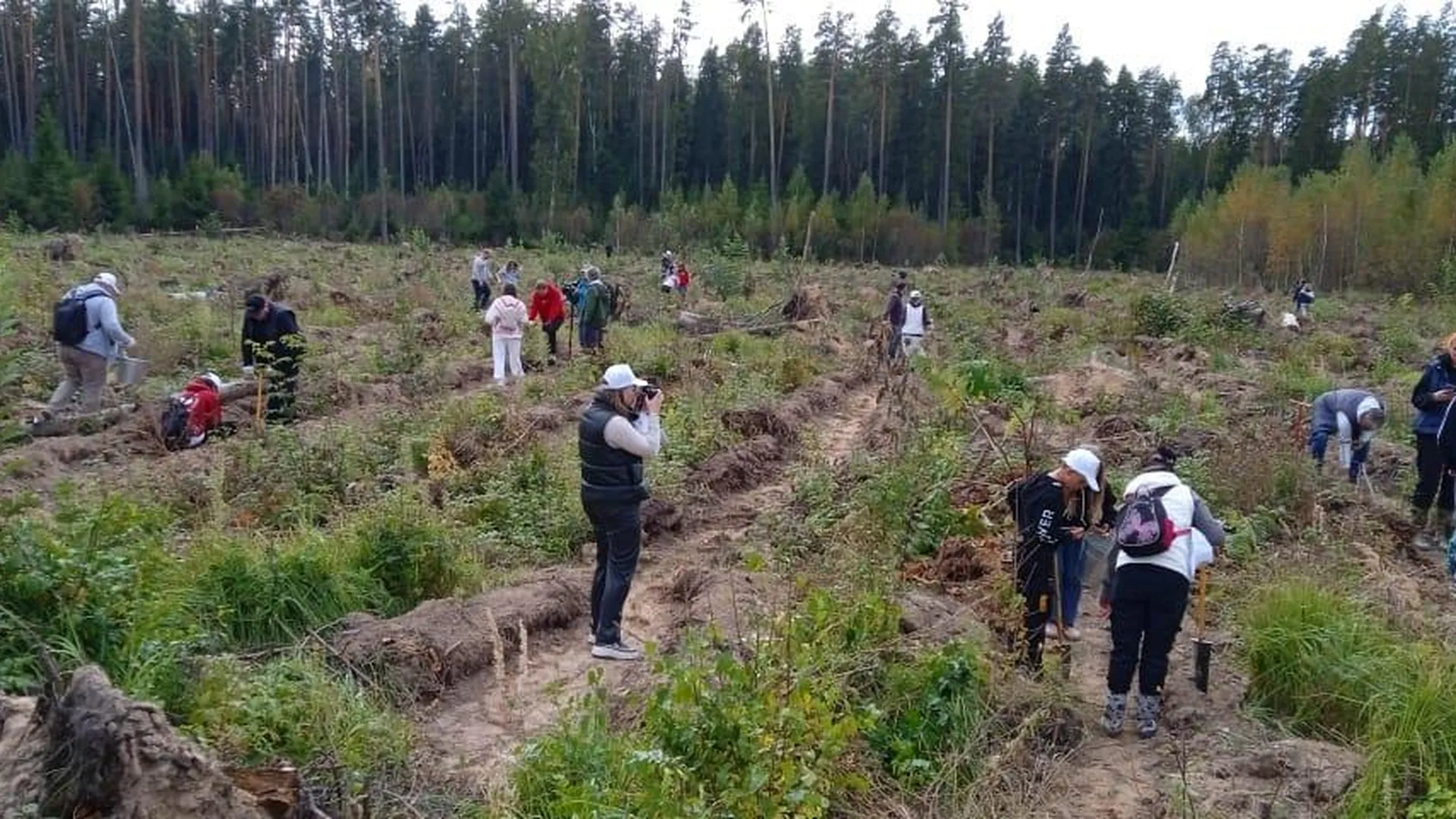 Более 620 тыс деревьев посадят в Подмосковье в ходе лесовосстановления в 2024 г