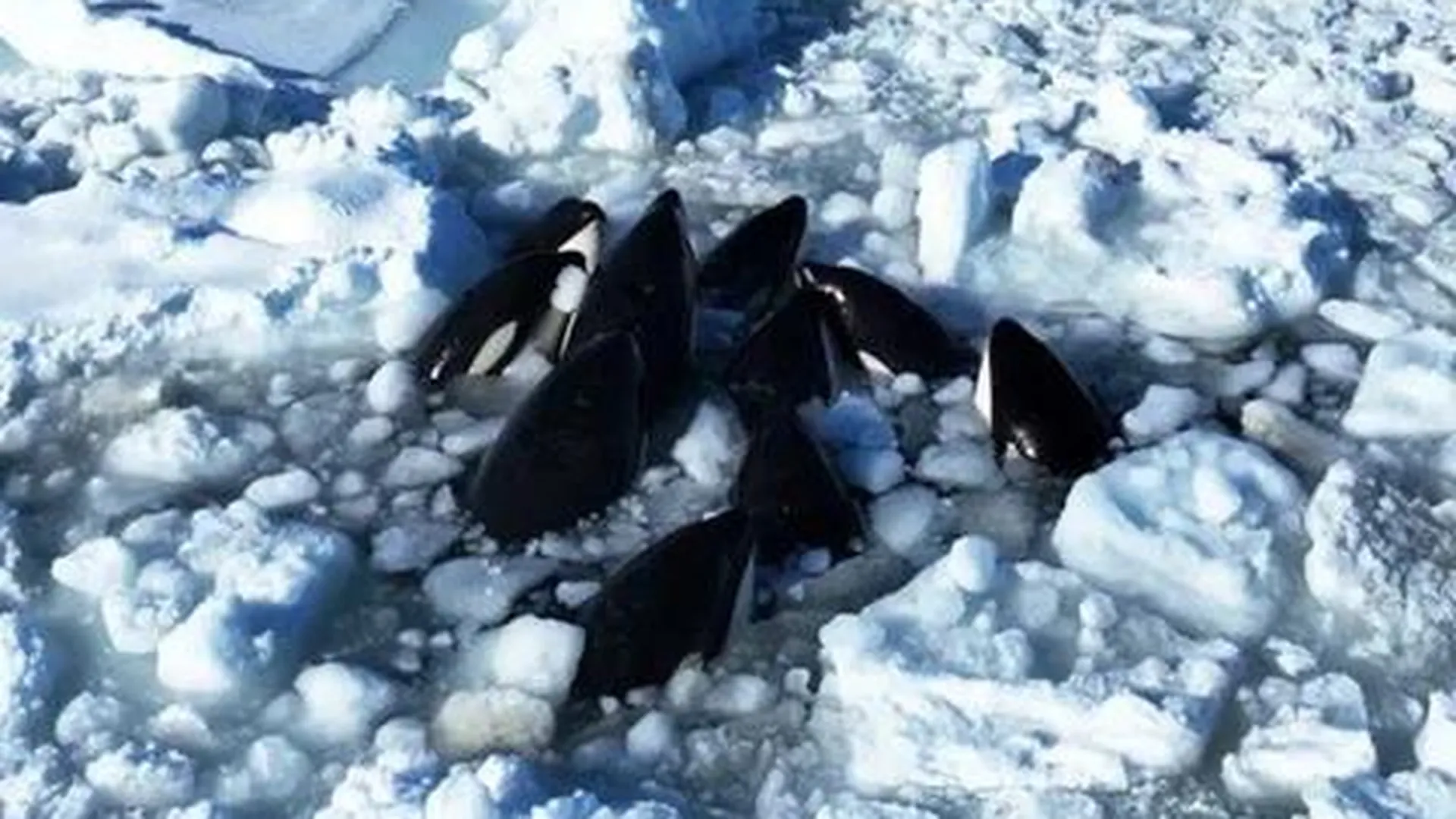 Косатки в Японии застряли во льду: что известно о спасении