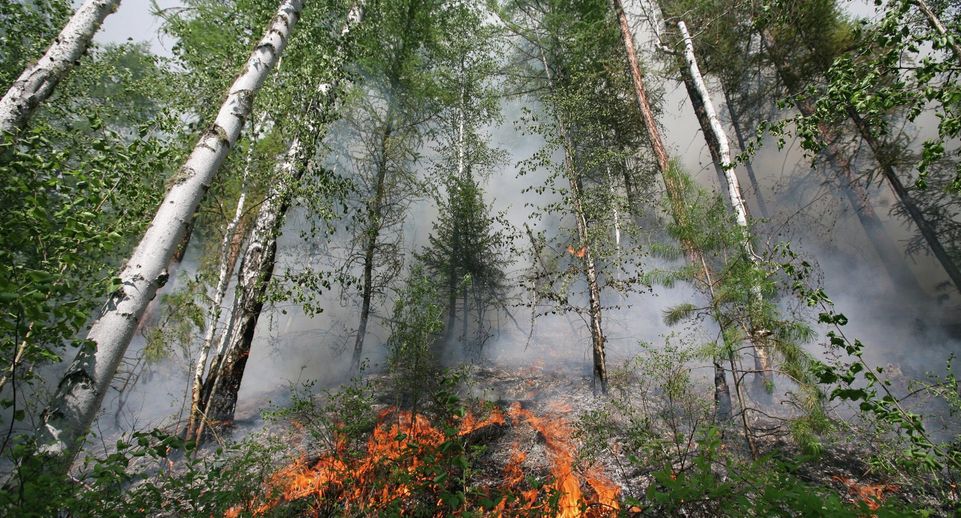 Сводный план тушения лесных пожаров утвердили в Подмосковье на этот год ...