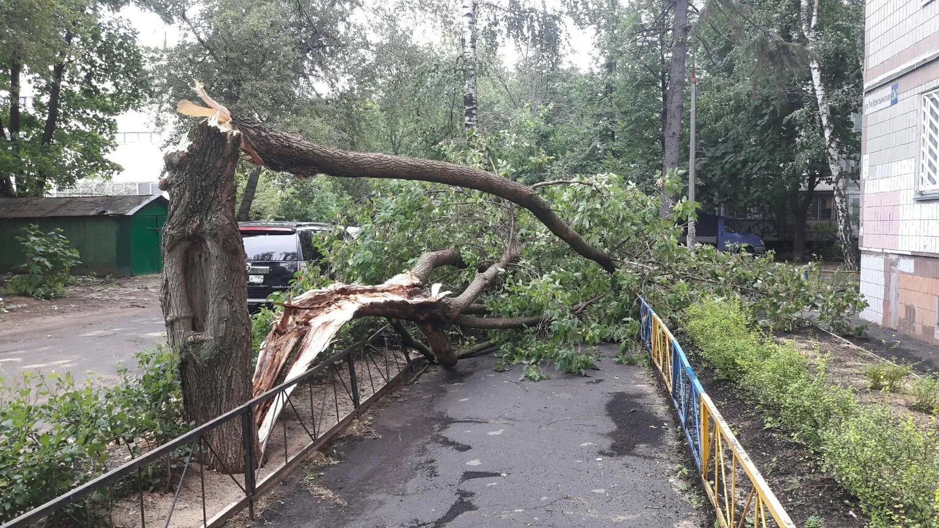 Упавшее дерево москва. Поваленное дерево. Упавшее дерево в городе. Поваленные деревья в городе. Повалены деревья в поселке.