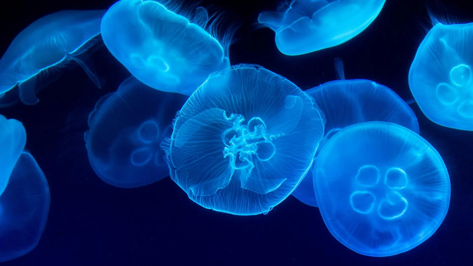 Купаться нельзя: в МГУ предупредили о нашествии медуз корнеротов в Крыму