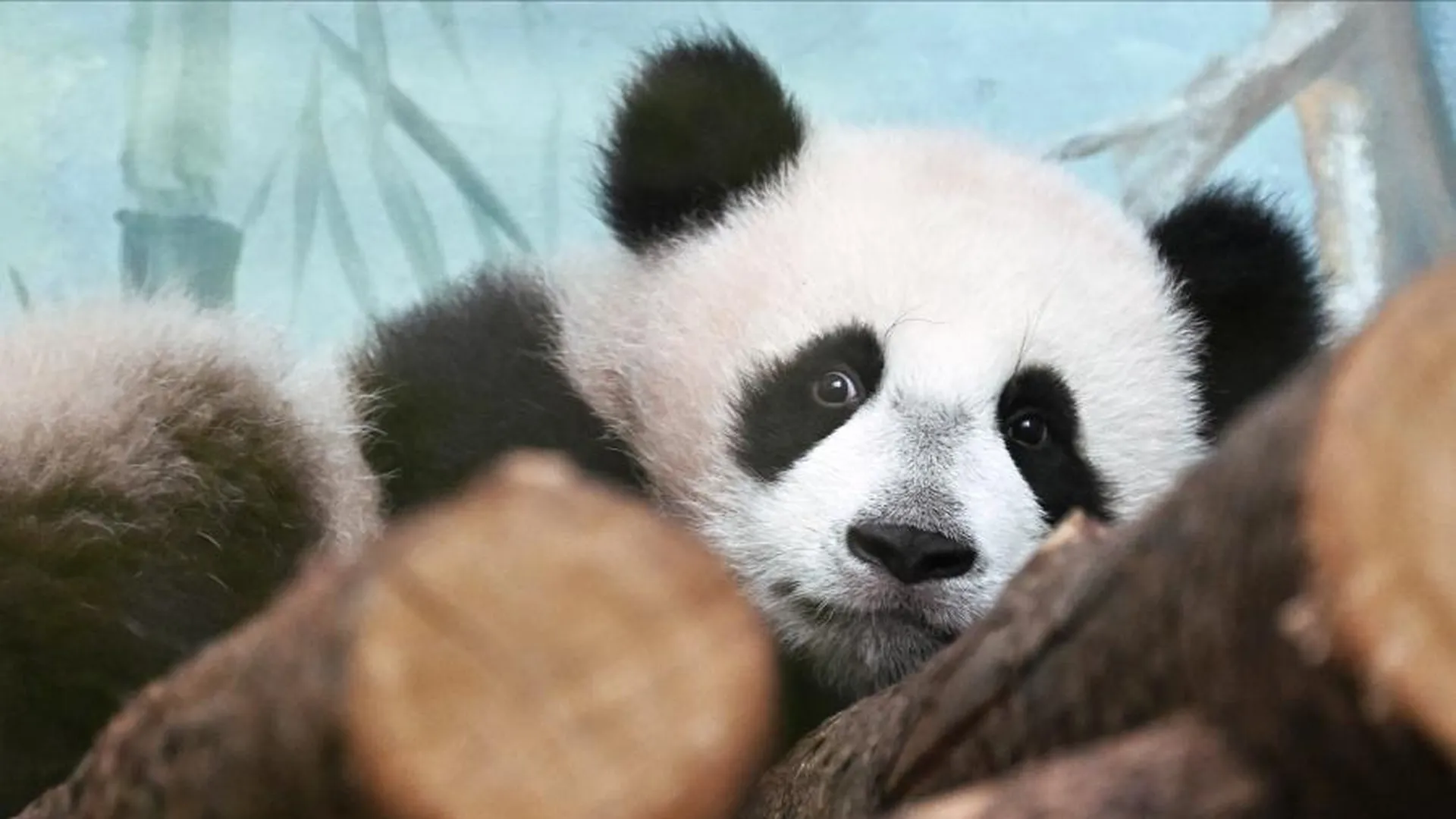Посетители Московского зоопарка впервые увидели маленькую панду Катюшу