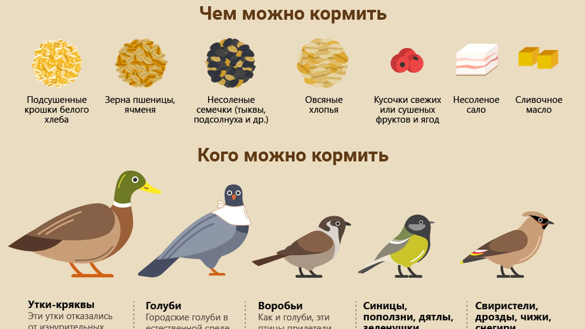 Как помочь птицам зимой секрет