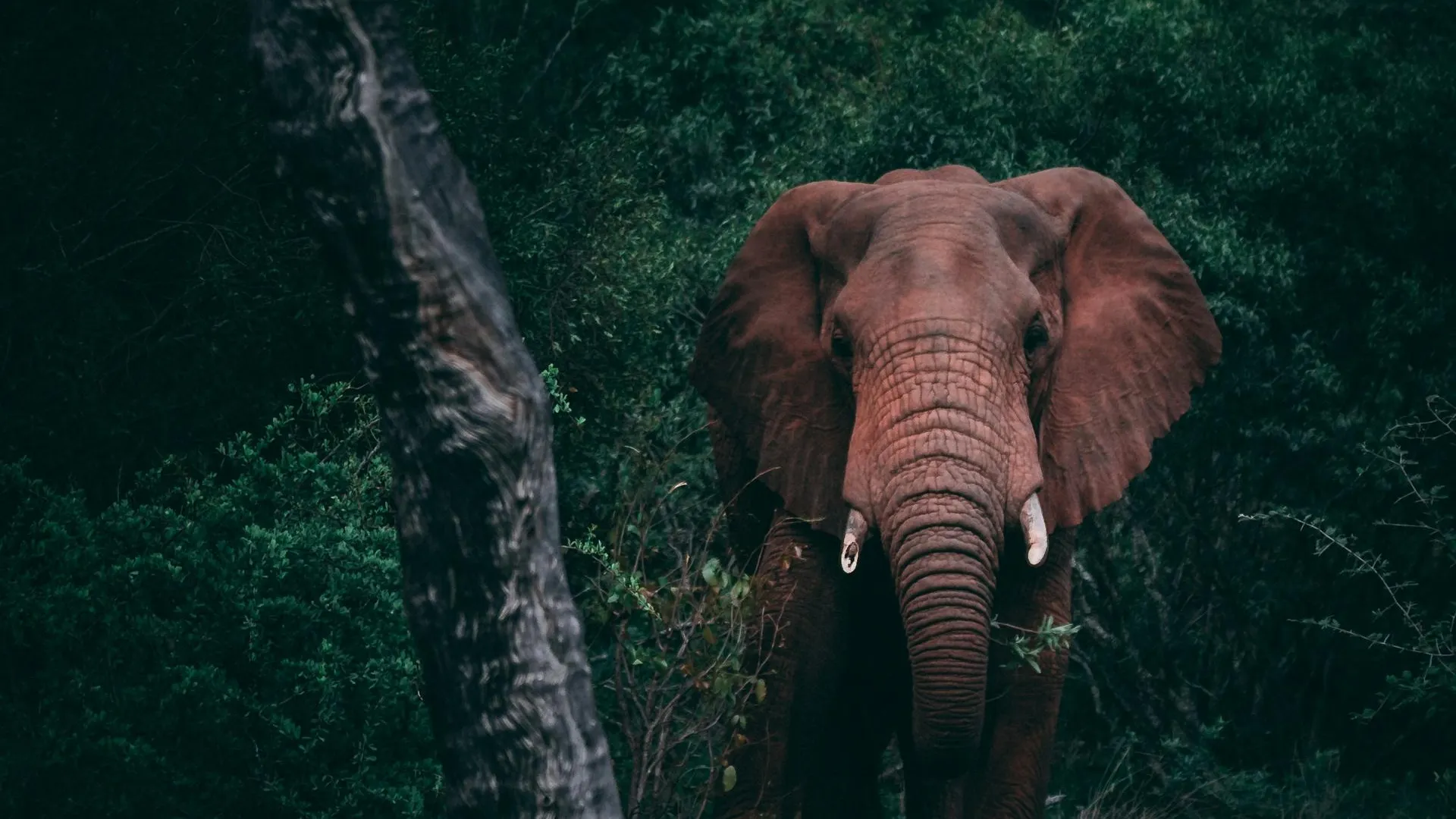 Пятитонный бешеный слон убил 80-летнюю американку на сафари в Африке