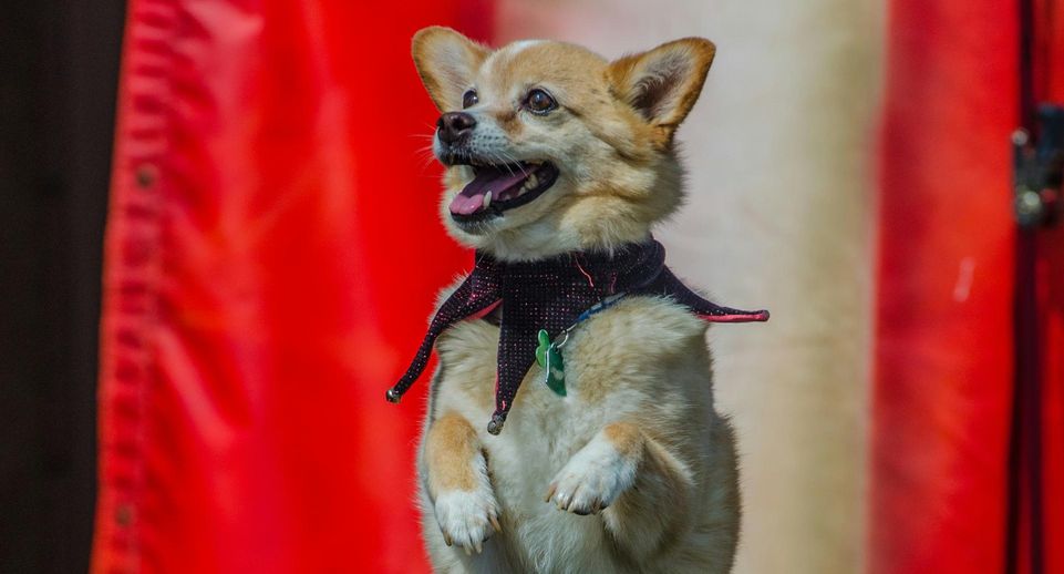 Дрессировщица из Москвы ищет дом для 15 собак, уволенных из цирка