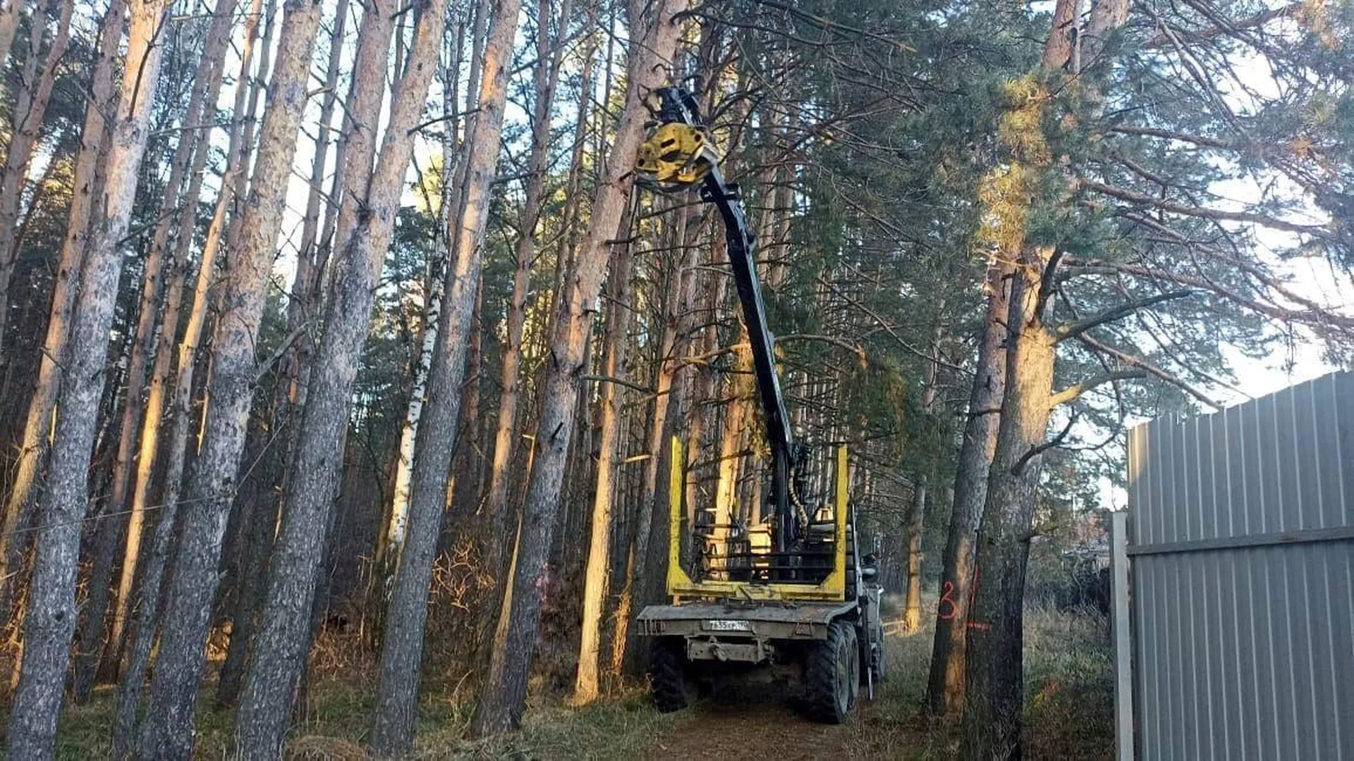 Аварийная рубка деревьев. Распиливание дерева. Спил дерева. Рубка аварийных деревьев. Спил дерева.