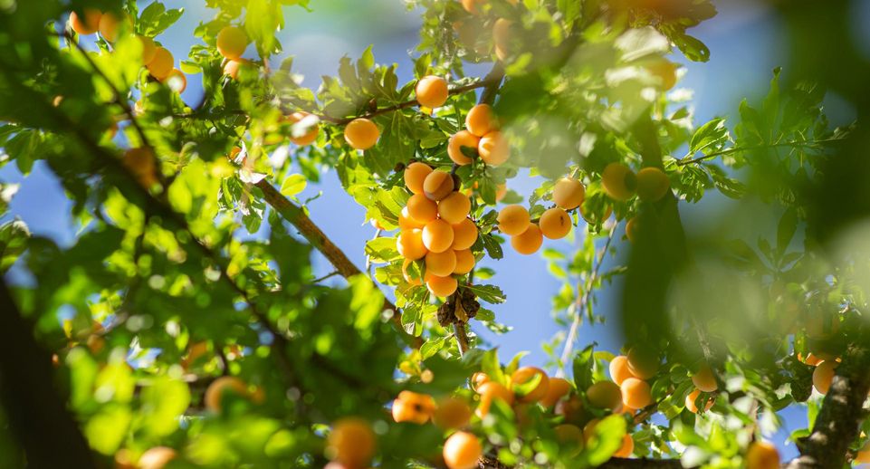 Россиянам посоветовали учитывать климат региона при посадке абрикоса
