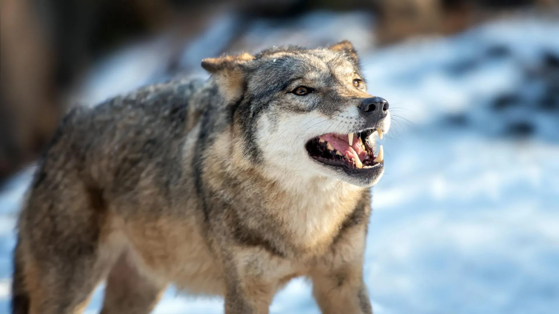 Волки‑мутанты из чернобыльской зоны могут помочь людям вылечить рак